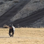 Обзор слота Wild West Gold с ковбойской тематикой