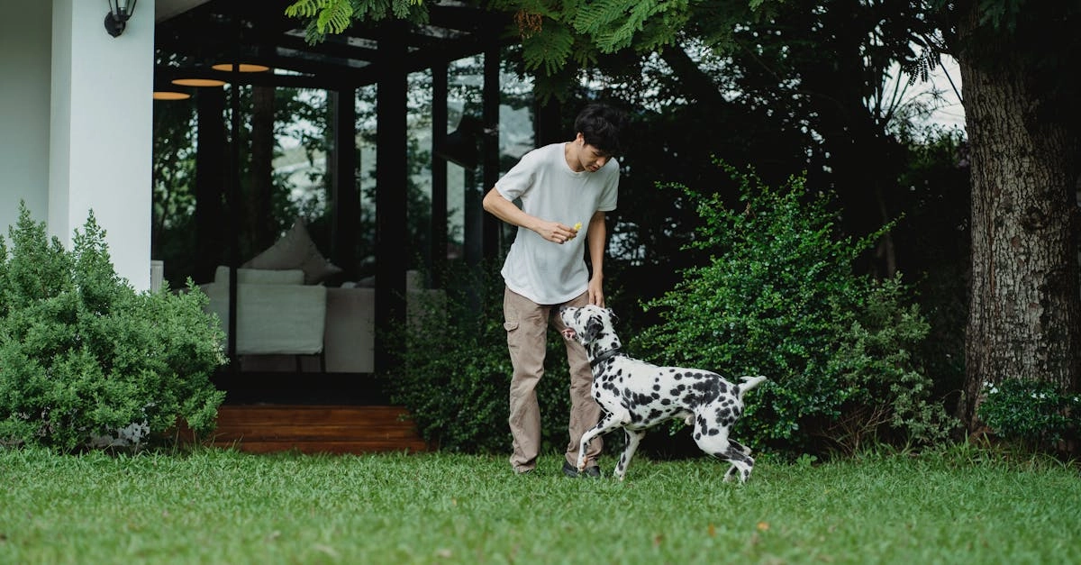 Слот игра The Dog House с собачьей тематикой и стандартным интерфейсом