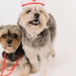 Обычный слот Sweet Bonanza 1000 - игровые барабаны с фруктами