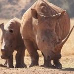 Обычный обзор слота Great Rhino Deluxe - скриншот игрового поля