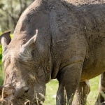 Игровой автомат Great Rhino Megaways с африканской тематикой