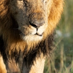 Игровой автомат Wild West Gold Megaways - обзор слота