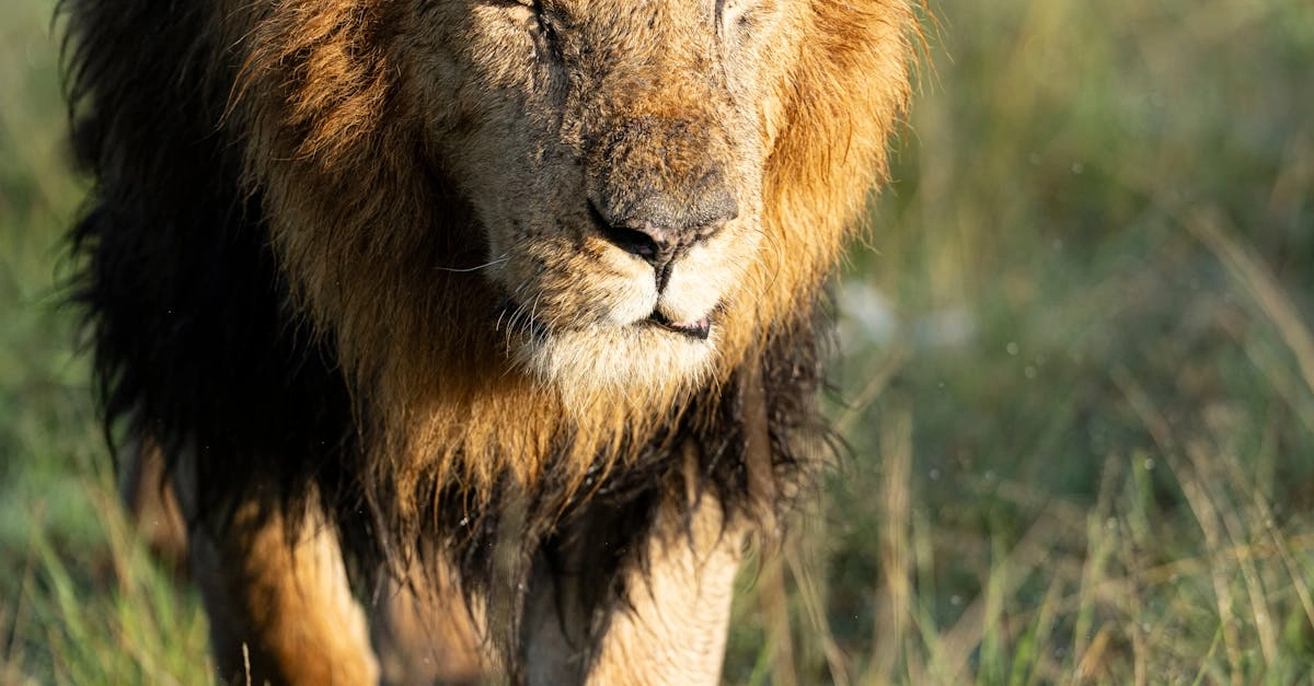 Игровой автомат Wild West Gold Megaways - обзор слота